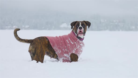 Dog Playing in the Snow