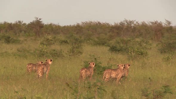 A family of cheetah stalking an impala antelope in the open savannah of Africa. Acinonyx jubatusCa