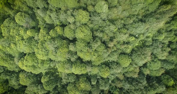 Green summer forest. Aerial top down view