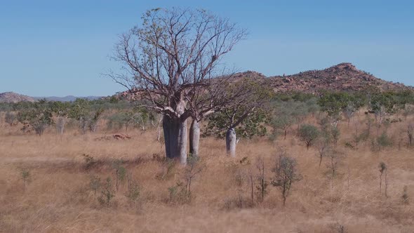 Aerial Shot Flying Backwards of a Baobab Tree and a Hill in the Kimberley