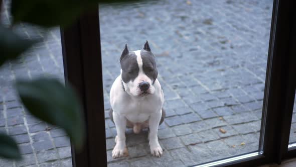 American Staffordshire Terrier Barking Sitting Outdoors Shooting Through Glass