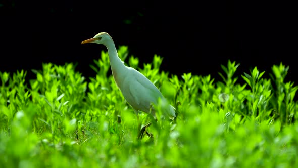 Western Cattle Egret