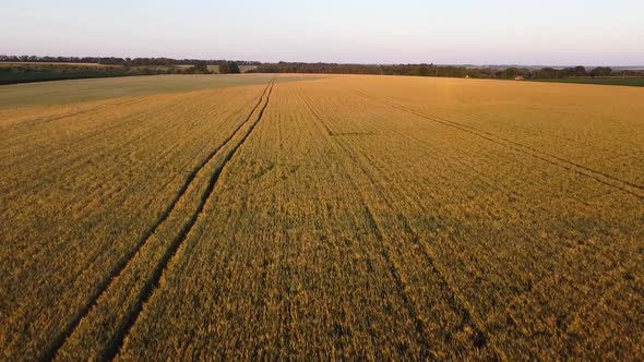 Barley Field with Low Bright Evening Sun