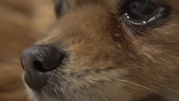 Close Up Small Red Dog Face of Pomeranian Pom