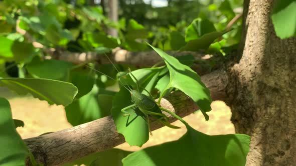 Katydid climbs onto leaves of tree branch