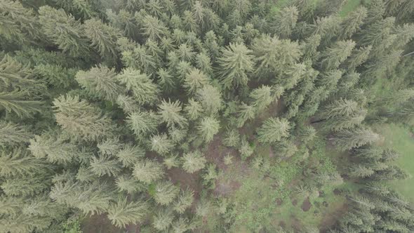 Ukraine, Carpathians: Forest Landscape. Aerial View. Flat, Gray