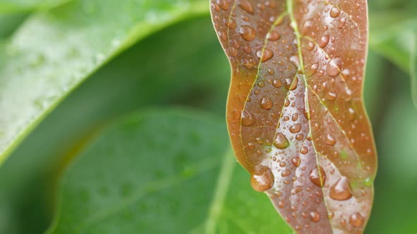 Raindrops on the leaves in the morning