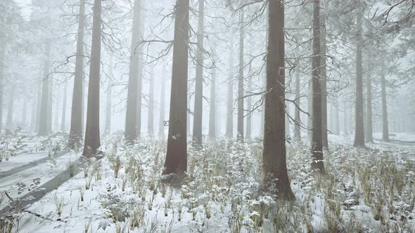 Winter White Frozen Forest in Snow