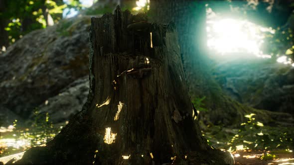 Sunlight Rays Pour Through Leaves in a Rainforest alt