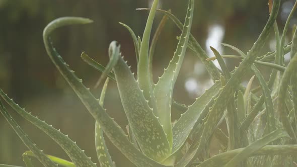 Aloe Vera Plant 26