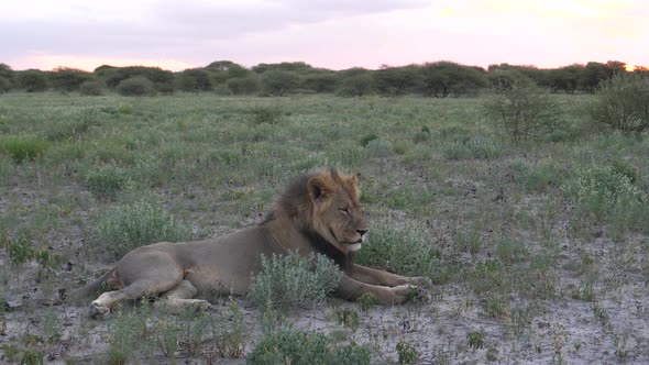 Male lion resting at the savanna 