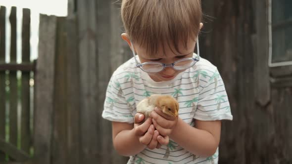 Chick Fly Away From Child Hands in the Backyard of Farm