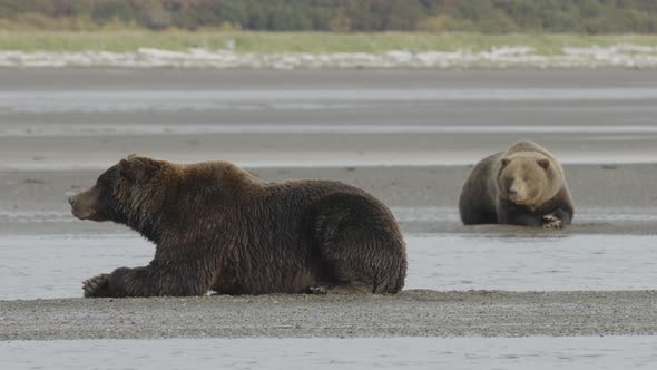 Two Grizzly Bears Lying Along Shore