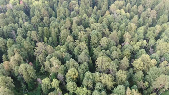 Aerial view pine trees forest, evergreen treetops. Siberia, Russia.