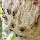 Wasp Hive With Active Wasps V - VideoHive Item for Sale
