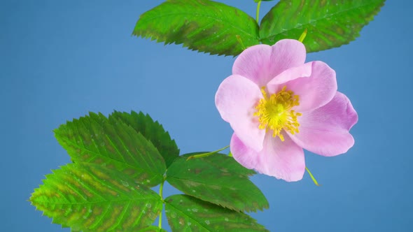 Timelapse of Dogrose Flower Blooming