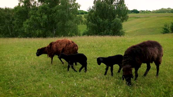 Sheep and Goats Graze in the Pasture