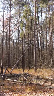 Vertical Video Forest in Autumn Aerial View Slow Motion