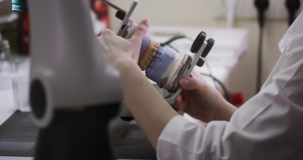 A female dentist technologist holds a mock-up of a jaw in her hands. Making dentures