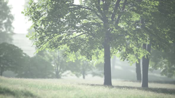 Lush Green Young Leaves of Maple Illuminated By Bright Sunlight at Spring