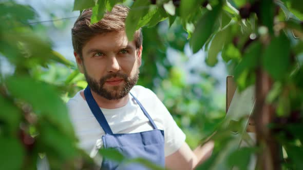 Man Gardener Harvesting Cherry Branches Tree in Farmland Plantation Portrait