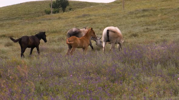 A Small Herd of Horses From Mom Dad and Two Stallions Their Cubs Graze and Eat Grass