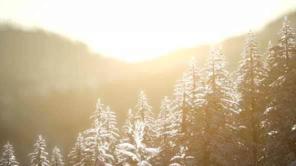 Splendid Christmas Scene in the Mountain Forest. Colorful Winter Sunrise