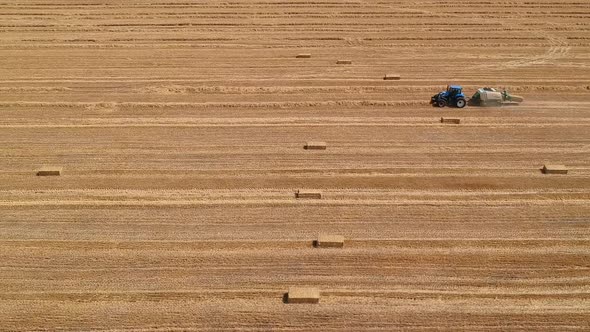 Aerial View of the Tractor Collects Straw in the Field and Makes Haystacks