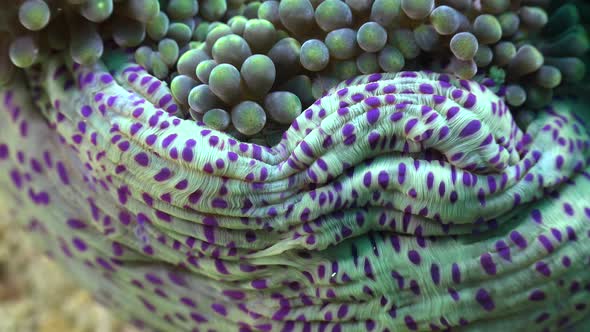 White sea anemone with purple spots