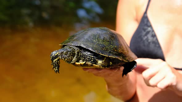 Turtle Lies on the Woman Hand on Backdrop of River with Green Vegetation