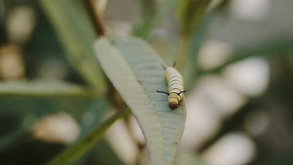 Caterpillars on leaves of flowers