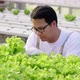 Asian farmer checking hydroponic vegetables in a hydroponic farm - VideoHive Item for Sale