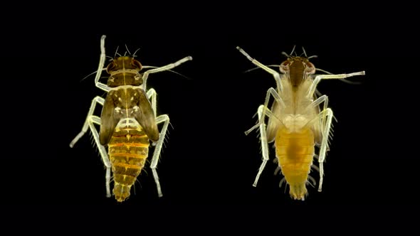 Young Insect of the Family Cicadellidae Under a Microscope, Order Hemiptera.