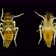 Young Insect of the Family Cicadellidae Under a Microscope, Order Hemiptera. - VideoHive Item for Sale