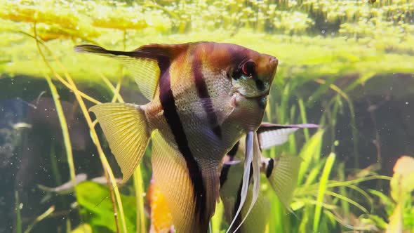 Underwater World in an Aquarium with Different Species of Fish Among Bright Green Algae Colorful