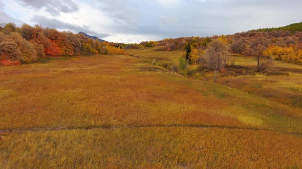 A colorful mountain meadow in autumn with fall colors - pull back aerial flyover between the aspens