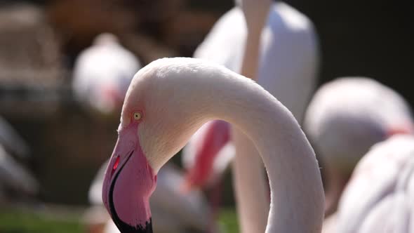 Macro close up of pretty Flamingo Head with pink beak resting outdoors in sunlight