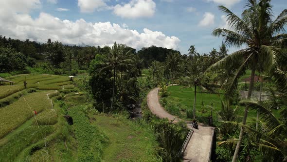 aerial drone of a tourist on a motorbike driving through the rice fields and coconut trees of bali i