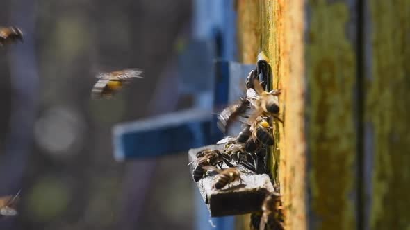 Slow motion of bees getting inside the small hole of beehive