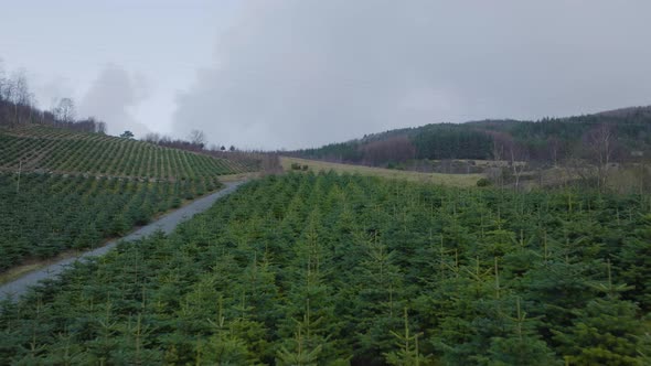 Aerial Drone flying over Christmas Tree farm.