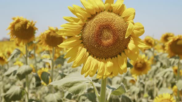 Beautiful Natural Plant Sunflower In Sunflower Field In Sunny Day 17