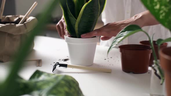 Woman Transplants Flowerpot. Female Gardener Transplants Houseplants On Table. Concept Caring Plants