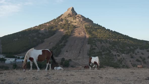 Low angle still shot Horses herding on highland volcanic peak Background