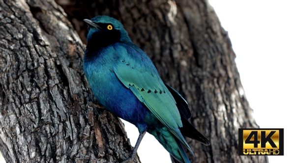 Cape Glossy Starling