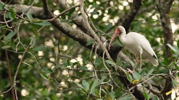 Costa Rica Birds, American White Ibis (eudocimus albus) Perched Perching on a Branch in a Tree in Ma
