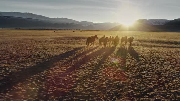 Horses Running Free in Meadow with Snow Capped Mountain Backdrop