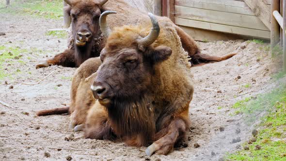 Two Sleepy European Bisons Lying On The Ground Resting At Animal Park. - Medium Closeup