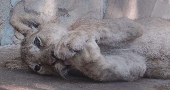 A Young Tiger Cub Licks Its Paws While Lying on Its Side