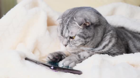 Scottish Fold smart cat playing in a smartphone.