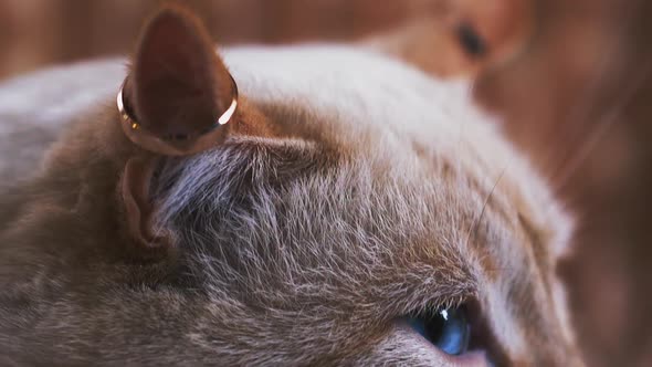 Blue Eyed Cat with Gold Wedding Rings on Ears Close View